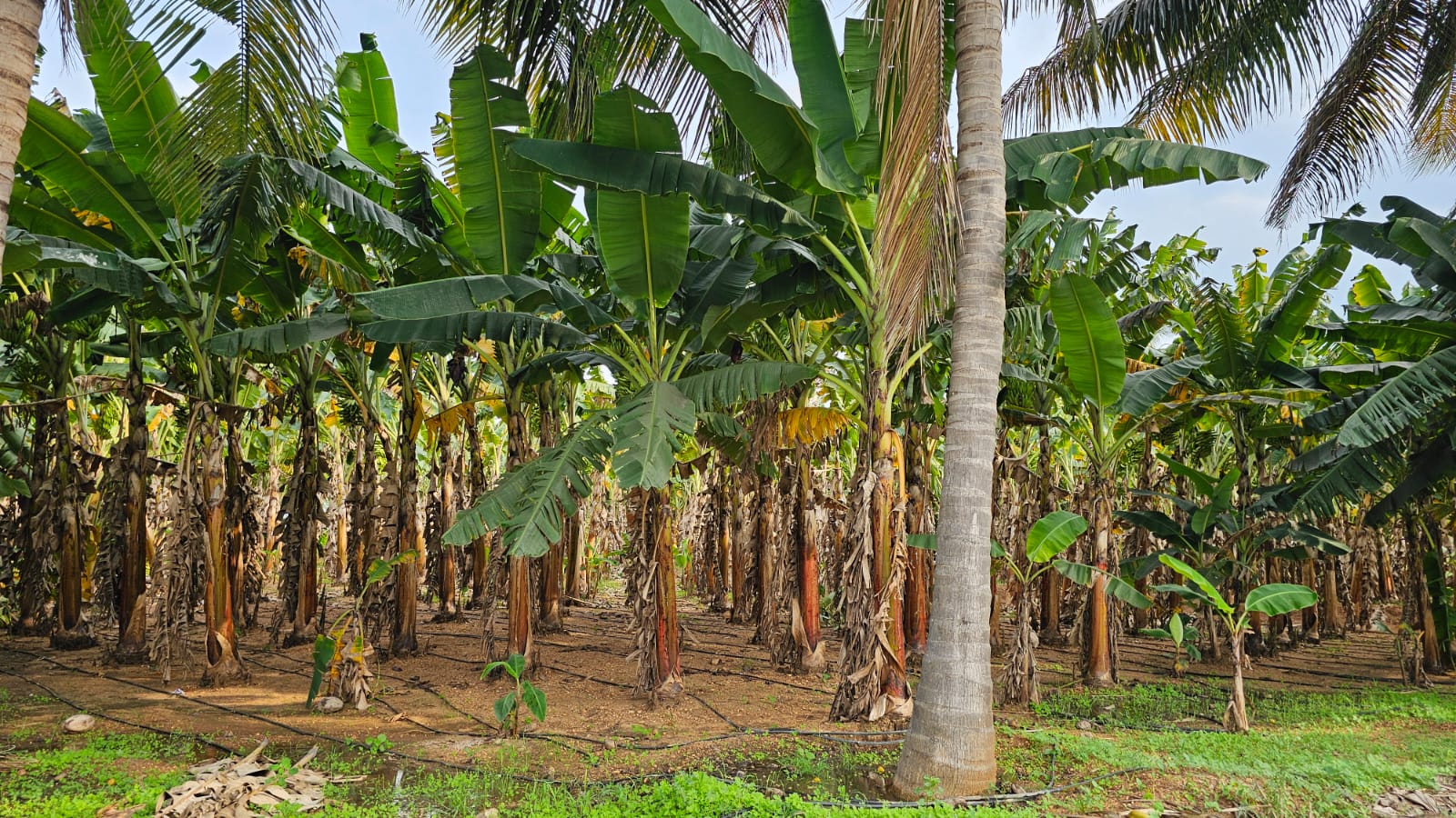 WhatsApp Image 2025-11-18 at 4.18.17 PM