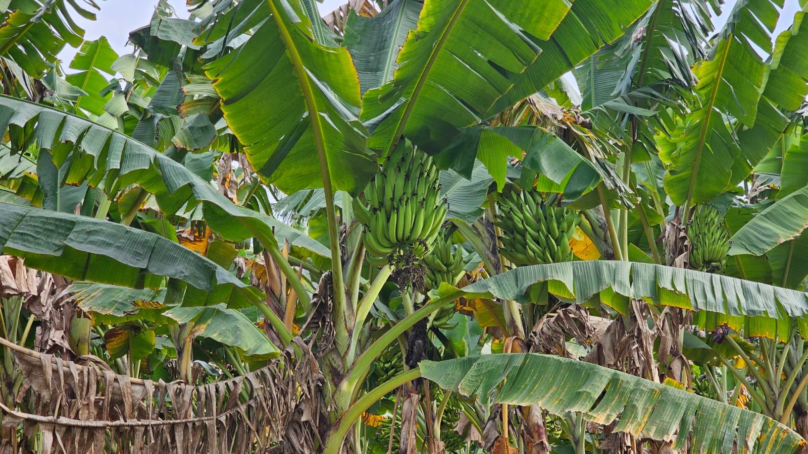 WhatsApp Image 2025-11-18 at 4.18.18 PM